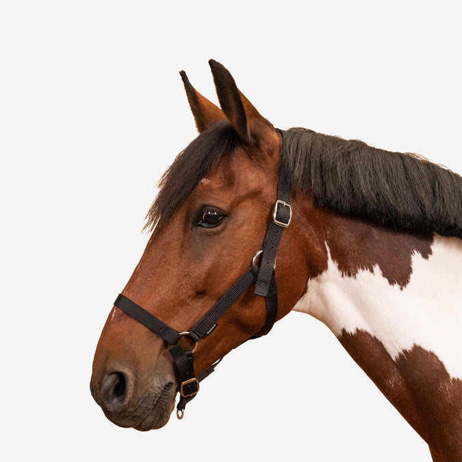 





Horse Riding Halter for Horse and Pony Schooling, photo 1 of 3