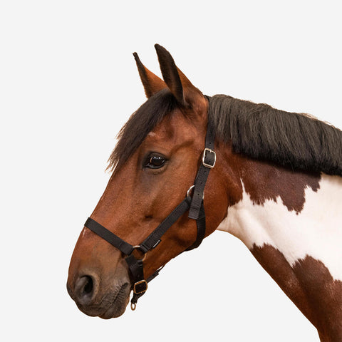 





Horse Riding Halter for Horse and Pony Schooling