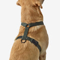 IMG_2612151